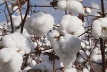 鲁杂216棉花栽培技术要点，二代棉铃虫一般年份不需防治