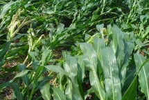 垦沃6339玉米栽培技术要点，根据当地气候条件适时播种