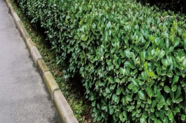 冬青卫矛的生长习性，是常见的庭园观赏树种