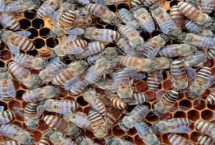 蜂王关在囚王笼中会不会产卵，通常不会逃跑、但长期失王蜂群会逐渐灭亡