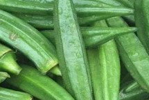 适合在农村种植的农作物，包括秋葵、香菜、小麦、水稻等品种