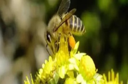 下半年几月诱蜂最佳，首先要制作一个合适的诱蜂箱