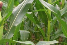 辽单5017玉米栽培技术要点，注意防治灰斑病