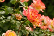 最美的月季花品种，有红色和粉色两种类型