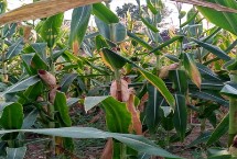 萃甜糯516玉米栽培技术要点，合理安排播期