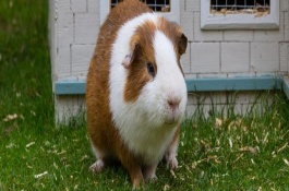 荷兰猪肺炎的症状表现，要对它抑菌消炎、祛痰止咳