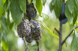 李子褐腐病发生时间，通常在春季