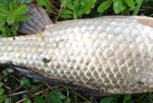 春季用什么饵料钓鲫鱼，早春可在回水湾作钓