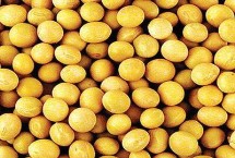 黑农554大豆栽培技术要点，在适应区5月中旬播种