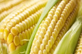 金都玉1号玉米栽培技术要点，引起植株早衰并及时防治病虫害