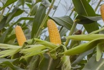 扬甜糯104玉米栽培技术要点，适宜密度每亩4000株左右