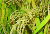 金佳香占水稻栽培技术要点，全生育期120天左右