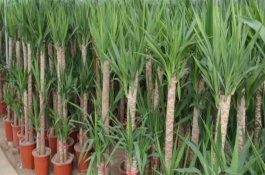 巴西木的养殖方法，早春要更换盆土