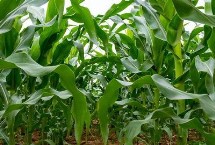 TD1188玉米栽培技术要点，中抗茎腐病