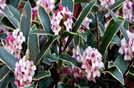 金边瑞香的管理技术，每年只开一次花