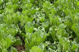 立冬以后白菜还会不会生长,早熟品种的生长周期在70天以下