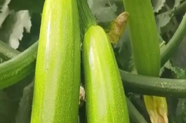 西葫芦有哪些品种，科属、形态、吃法均不同