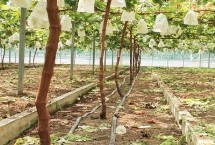 什么是葡萄限根栽培，是将根系限制在一定区域中