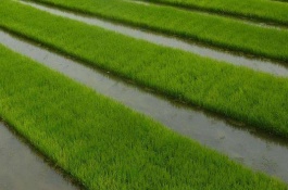 两优622水稻栽培技术要点，秧田亩播种量12公斤