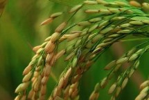 荃优2388水稻栽培技术要点，晚造全生育期116～118天