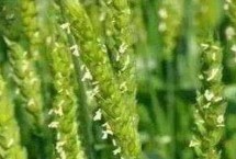丰麦216小麦栽培技术要点，高抗白粉病