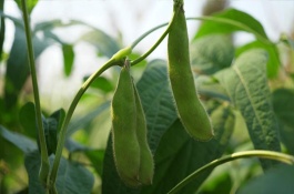 长农27大豆栽培技术要点，出苗至成熟125天