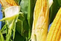 鑫达118玉米栽培技术要点，出苗至成熟105天左右