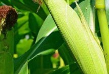 华甜玉7号玉米栽培技术要点，种植密度每亩5000株