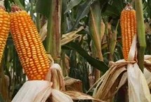 德单166玉米栽培技术要点，中等肥力以上地块种植