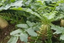 萝卜对土壤的正确施肥方式，可作基肥、拌种或叶面喷施