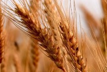 郑麦158小麦栽培技术要点，每亩适宜基本苗14万—22万