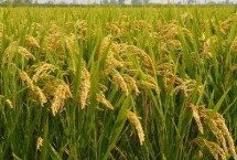 华盛优382水稻栽培技术要点，全生育期135.6天