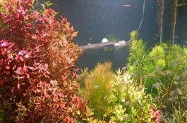 水产养殖中常用的水草有哪几种，一般情况下不需要打氧