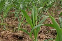 文研038玉米栽培技术要点,在中上等肥力地块种植