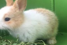 兔子的食物，一般喜食青草