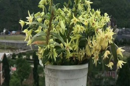 石斛盆栽注意事项，在10月降温后要控制好浇水量