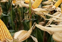 A2058玉米栽培技术要点，高抗茎腐病