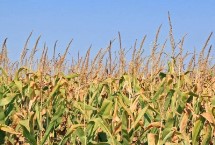 高农10号玉米栽培技术要点，中抗茎腐病