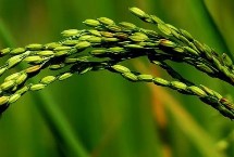 天源稻816水稻栽培技术要点，插秧密度30×15-20厘米