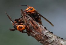 野外如何快速找到胡蜂，在树枝上穿一些鸡肉可以起到引诱效果