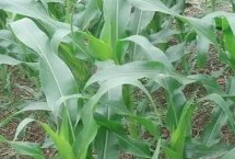 CM998玉米栽培技术要点，密度4500－5000株/亩