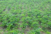 甘草怎么繁殖，经过催芽处理后可开沟播种