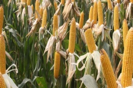 圣瑞688玉米栽培技术要点，适宜密度为每亩4000株