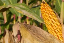 云豫1号玉米栽培技术要点，大喇叭口期防治病虫害