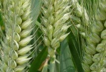 成麦608小麦栽培技术要点，适宜播期10月上中旬