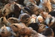 一只鸡到出栏能吃多少饲料，通常与品种有关