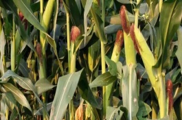 饲玉2号玉米栽培技术要点，饲玉2号玉米种子介绍