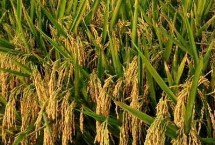 胜优088水稻栽培技术要点，中抗稻瘟病