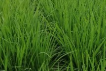 中佳早16水稻栽培技术要点，重点防治纹枯病和白背飞虱