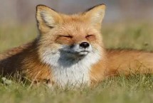 狐狸的繁殖方式，喜欢在夜间活动、觅食